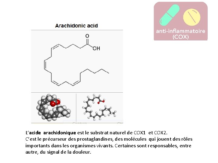 L’acide arachidonique est le substrat naturel de COX 1 et COX 2. C’est le