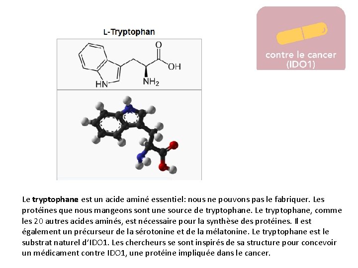 Le tryptophane est un acide aminé essentiel: nous ne pouvons pas le fabriquer. Les