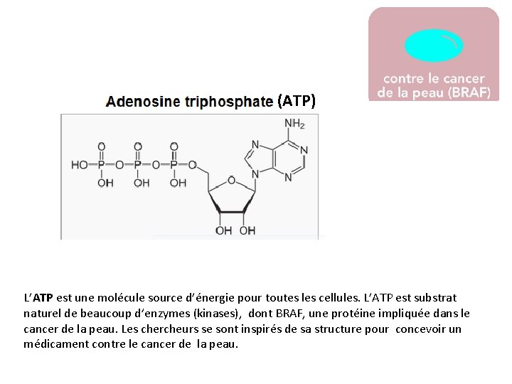 (ATP) L’ATP est une molécule source d’énergie pour toutes les cellules. L’ATP est substrat