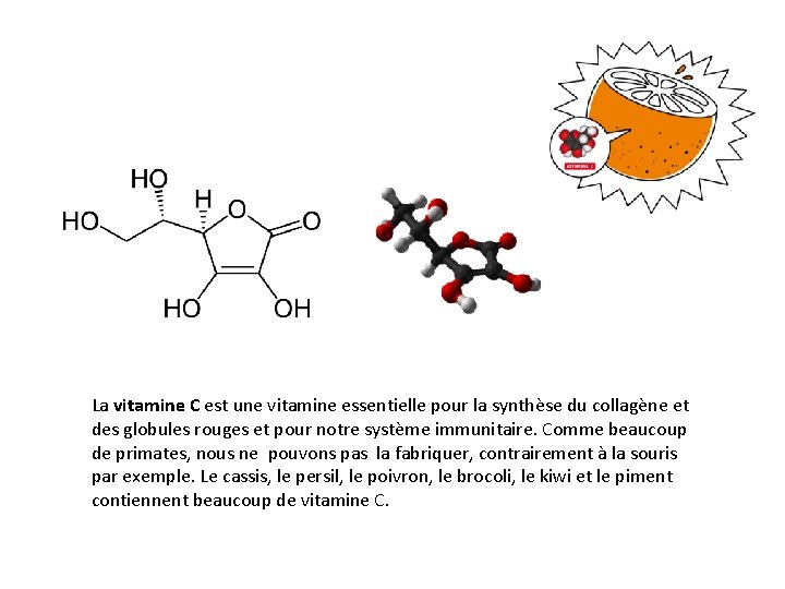 La vitamine C est une vitamine essentielle pour la synthèse du collagène et des