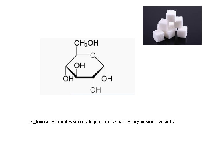 Le glucose est un des sucres le plus utilisé par les organismes vivants. 