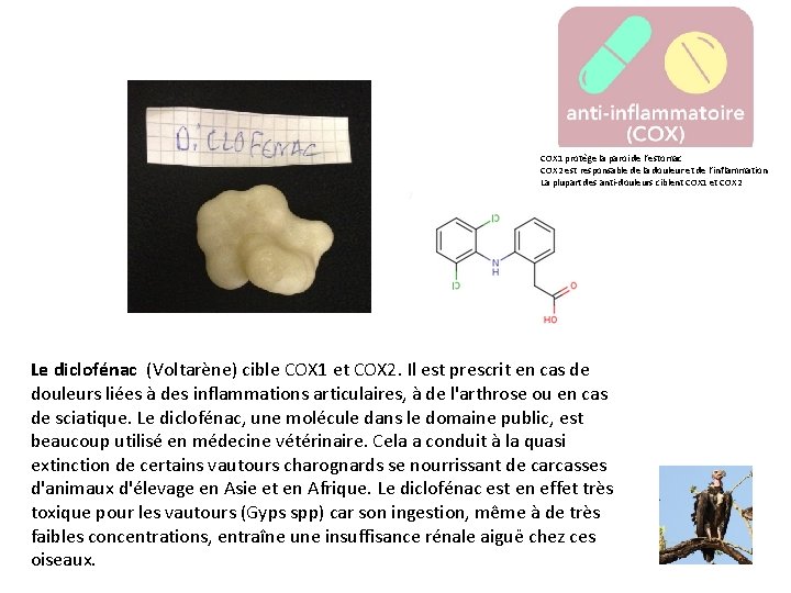 COX 1 protège la paroi de l’estomac COX 2 est responsable de la douleur