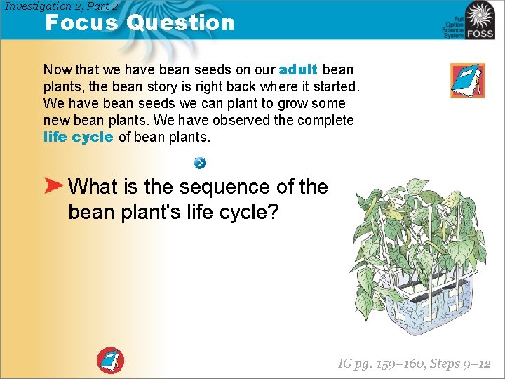 Investigation 2, Part 2 Focus Question Now that we have bean seeds on our