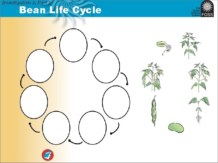 Investigation 2, Part 2 Bean Life Cycle 