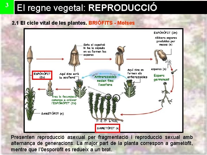 3 El regne vegetal: REPRODUCCIÓ 2. 1 El cicle vital de les plantes. BRIÒFITS