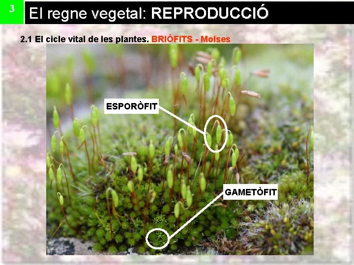 3 El regne vegetal: REPRODUCCIÓ 2. 1 El cicle vital de les plantes. BRIÒFITS