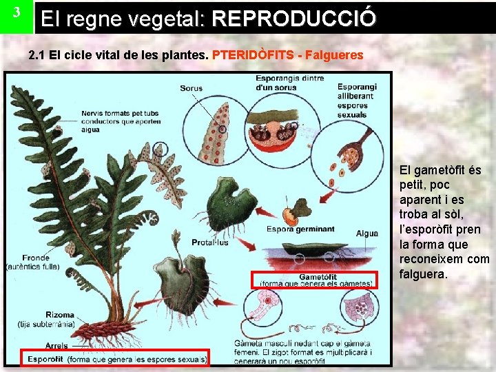 3 El regne vegetal: REPRODUCCIÓ 2. 1 El cicle vital de les plantes. PTERIDÒFITS