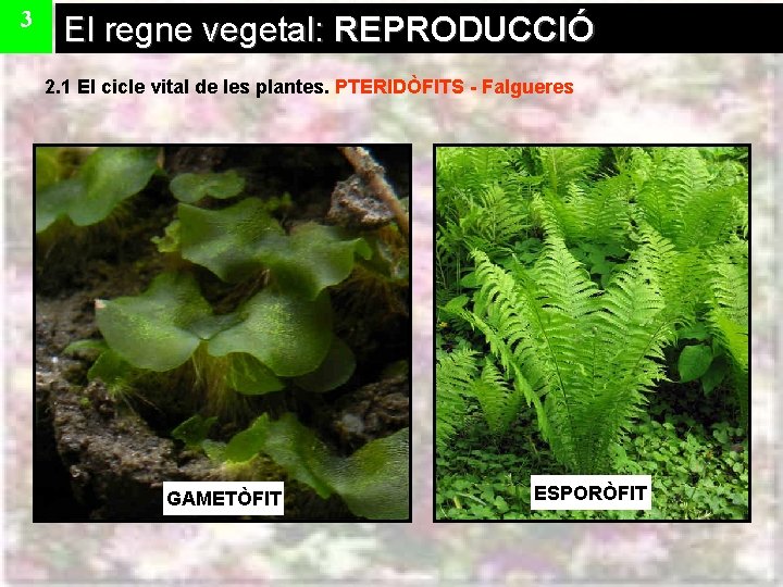 3 El regne vegetal: REPRODUCCIÓ 2. 1 El cicle vital de les plantes. PTERIDÒFITS