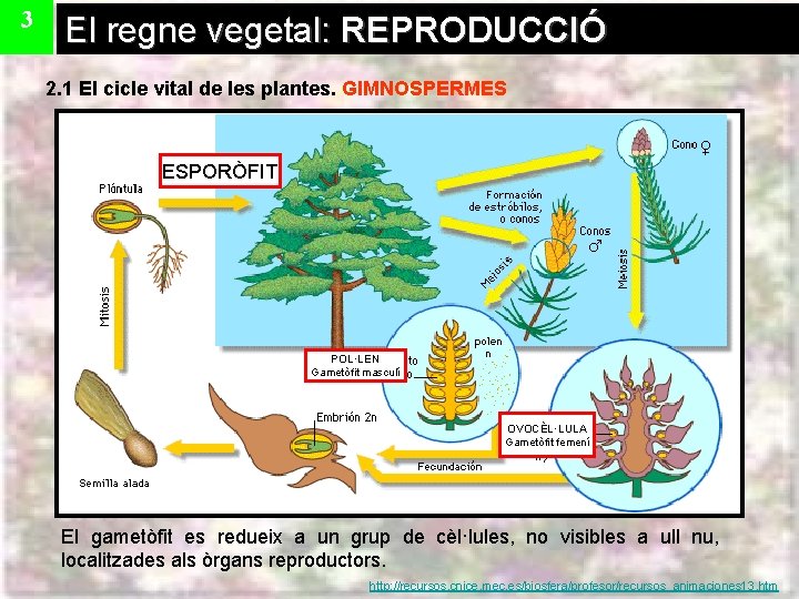 3 El regne vegetal: REPRODUCCIÓ 2. 1 El cicle vital de les plantes. GIMNOSPERMES
