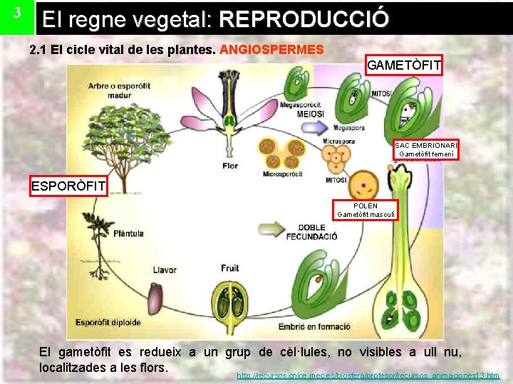 3 El regne vegetal: REPRODUCCIÓ 2. 1 El cicle vital de les plantes. ANGIOSPERMES