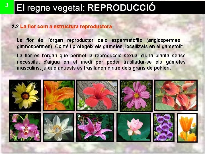 3 El regne vegetal: REPRODUCCIÓ 2. 2 La flor com a estructura reproductora La