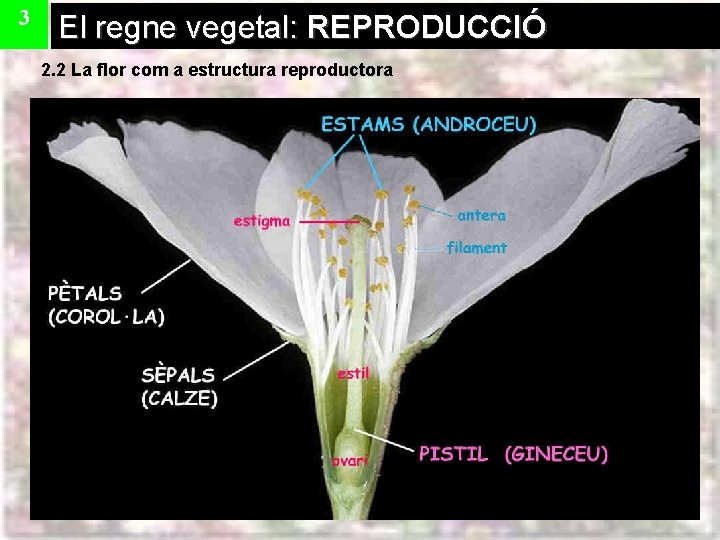 3 El regne vegetal: REPRODUCCIÓ 2. 2 La flor com a estructura reproductora 