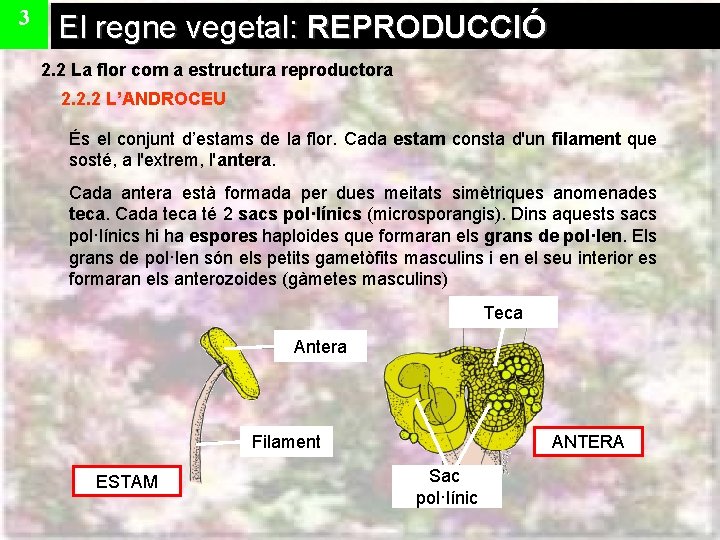 3 El regne vegetal: REPRODUCCIÓ 2. 2 La flor com a estructura reproductora 2.