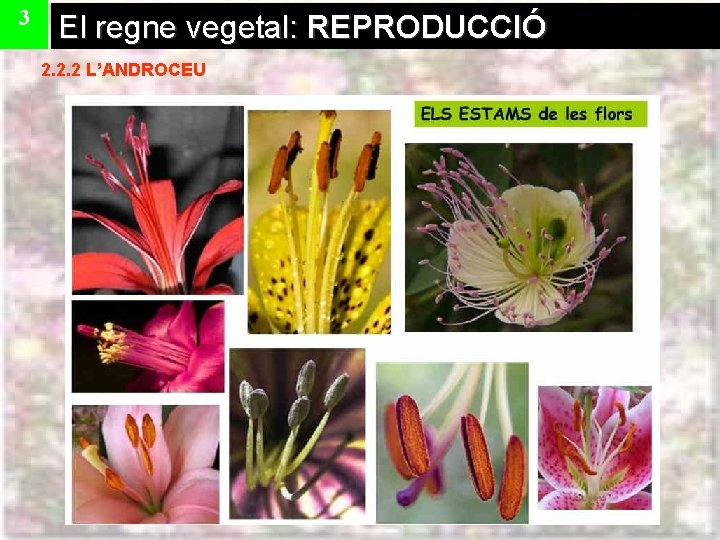 3 El regne vegetal: REPRODUCCIÓ 2. 2. 2 L’ANDROCEU 