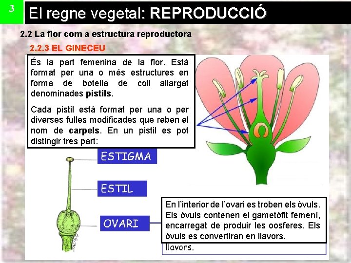 3 El regne vegetal: REPRODUCCIÓ 2. 2 La flor com a estructura reproductora 2.