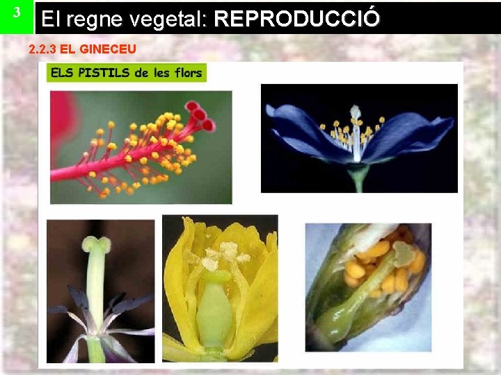 3 El regne vegetal: REPRODUCCIÓ 2. 2. 3 EL GINECEU 