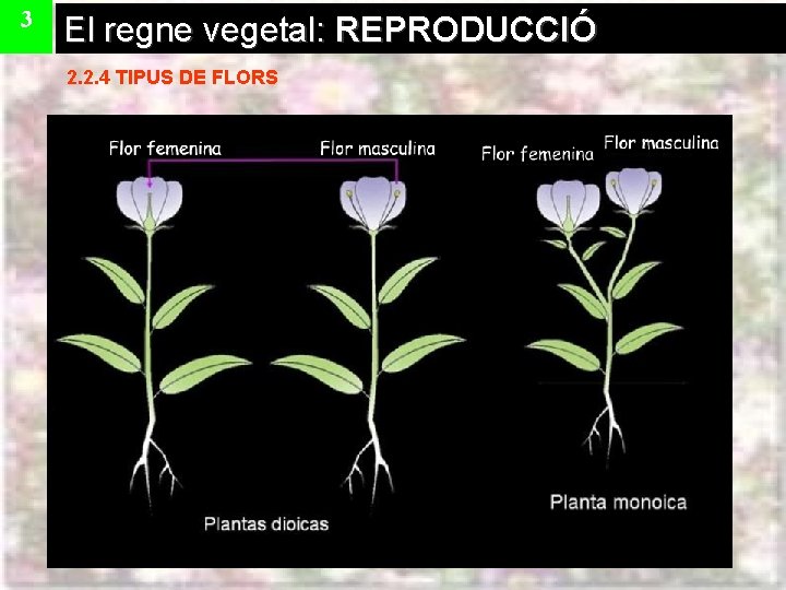 3 El regne vegetal: REPRODUCCIÓ 2. 2. 4 TIPUS DE FLORS 