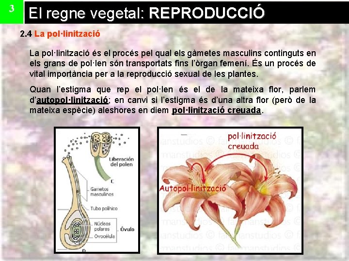 3 El regne vegetal: REPRODUCCIÓ 2. 4 La pol·linització és el procés pel qual