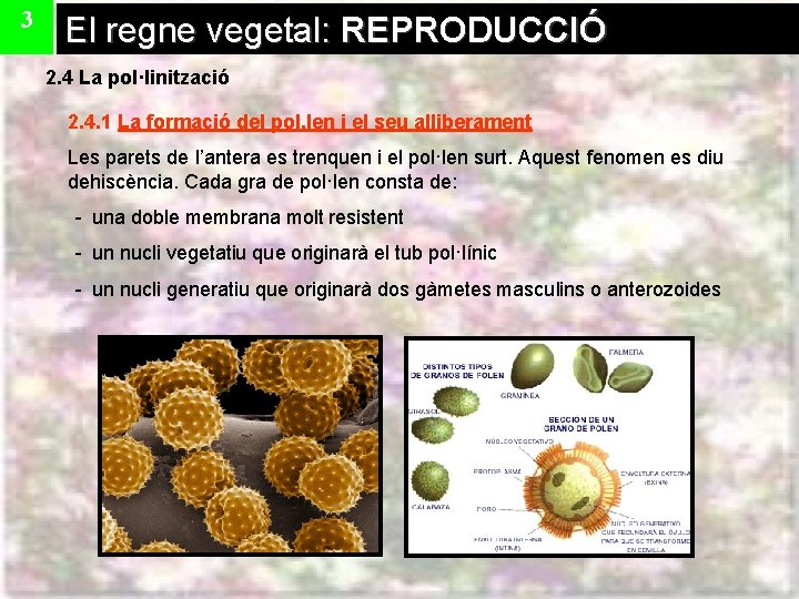 3 El regne vegetal: REPRODUCCIÓ 2. 4 La pol·linització 2. 4. 1 La formació