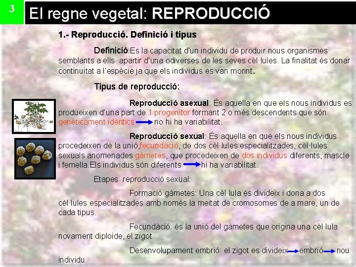 3 El regne vegetal: REPRODUCCIÓ 1. - Reproducció. Definició i tipus Definició: Es la