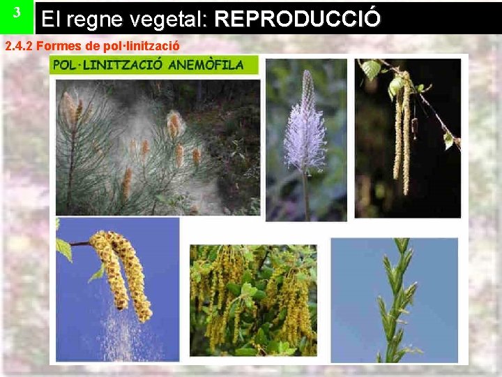 3 El regne vegetal: REPRODUCCIÓ 2. 4. 2 Formes de pol·linització 