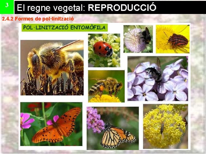 3 El regne vegetal: REPRODUCCIÓ 2. 4. 2 Formes de pol·linització 