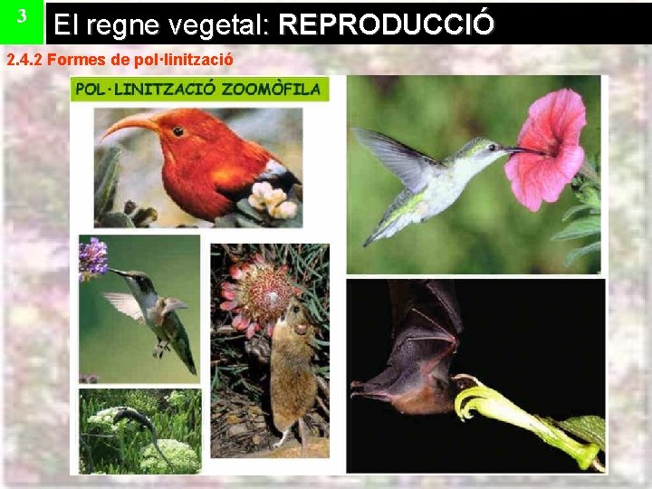 3 El regne vegetal: REPRODUCCIÓ 2. 4. 2 Formes de pol·linització 