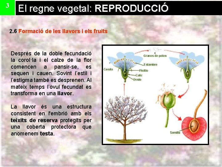 3 El regne vegetal: REPRODUCCIÓ 2. 6 Formació de les llavors i els fruits