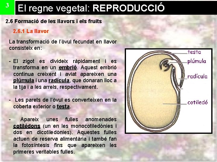 3 El regne vegetal: REPRODUCCIÓ 2. 6 Formació de les llavors i els fruits
