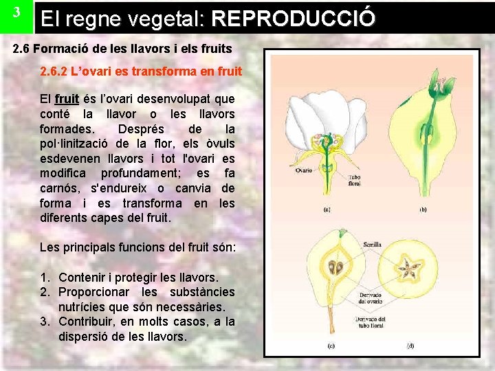 3 El regne vegetal: REPRODUCCIÓ 2. 6 Formació de les llavors i els fruits