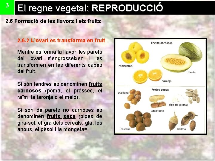 3 El regne vegetal: REPRODUCCIÓ 2. 6 Formació de les llavors i els fruits