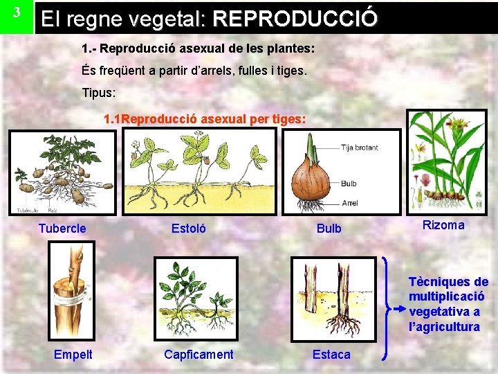 3 El regne vegetal: REPRODUCCIÓ 1. - Reproducció asexual de les plantes: És freqüent