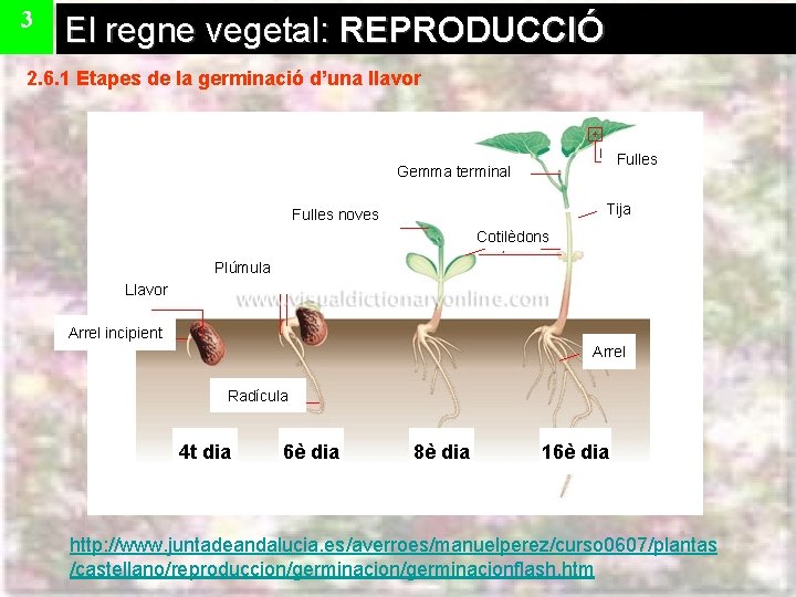 3 El regne vegetal: REPRODUCCIÓ 2. 6. 1 Etapes de la germinació d’una llavor