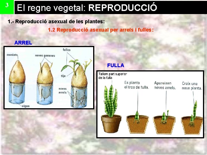 3 El regne vegetal: REPRODUCCIÓ 1. - Reproducció asexual de les plantes: 1. 2