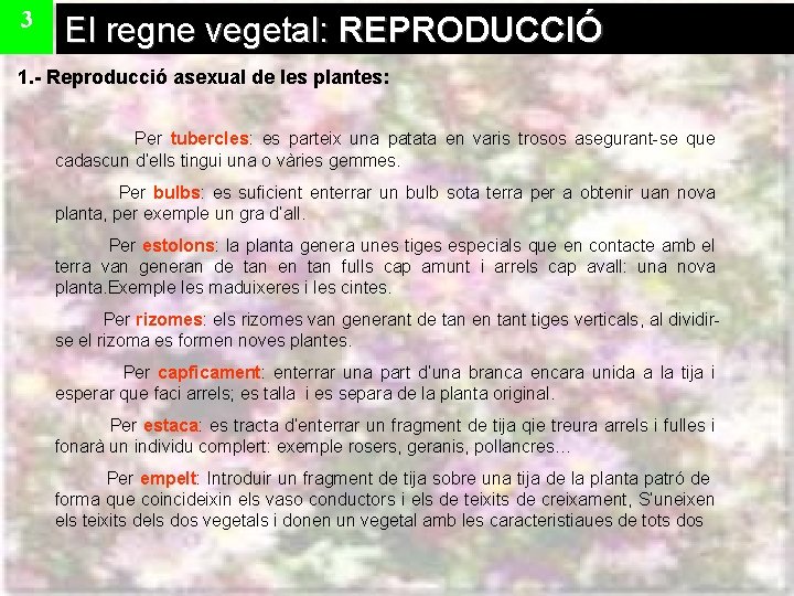 3 El regne vegetal: REPRODUCCIÓ 1. - Reproducció asexual de les plantes: Per tubercles: