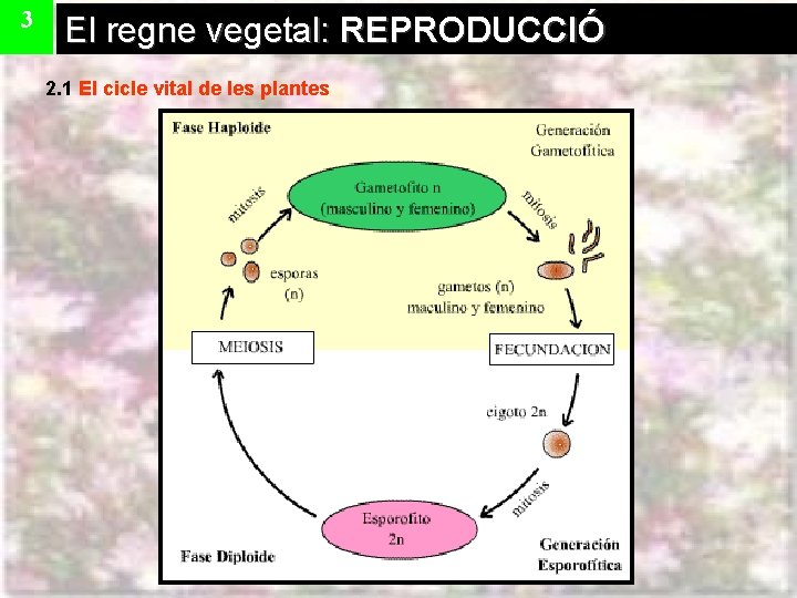 3 El regne vegetal: REPRODUCCIÓ 2. 1 El cicle vital de les plantes 