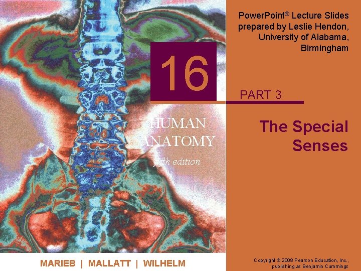16 HUMAN ANATOMY Power. Point® Lecture Slides prepared by Leslie Hendon, University of Alabama,