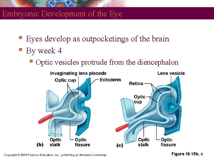 Embryonic Development of the Eye § § Eyes develop as outpocketings of the brain