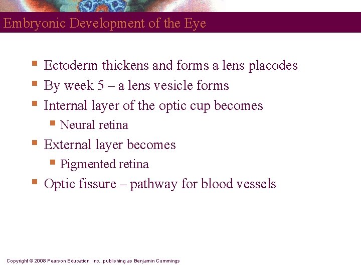 Embryonic Development of the Eye § § § Ectoderm thickens and forms a lens