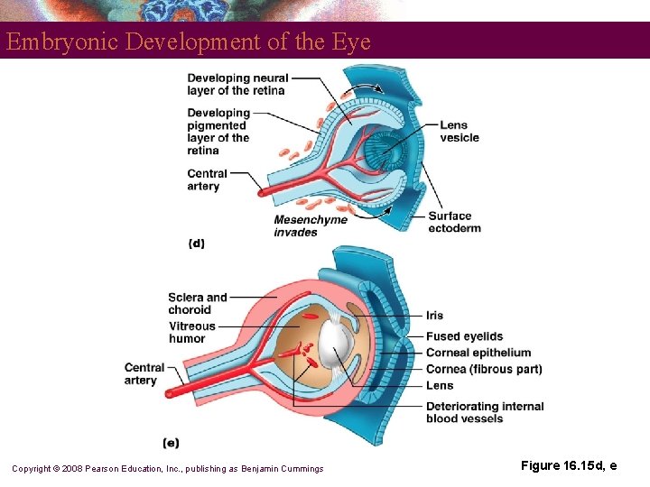 Embryonic Development of the Eye Copyright © 2008 Pearson Education, Inc. , publishing as