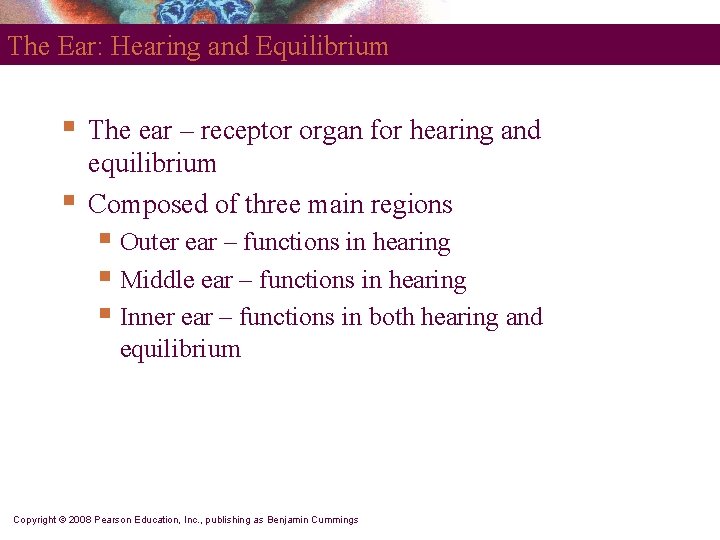 The Ear: Hearing and Equilibrium § § The ear – receptor organ for hearing