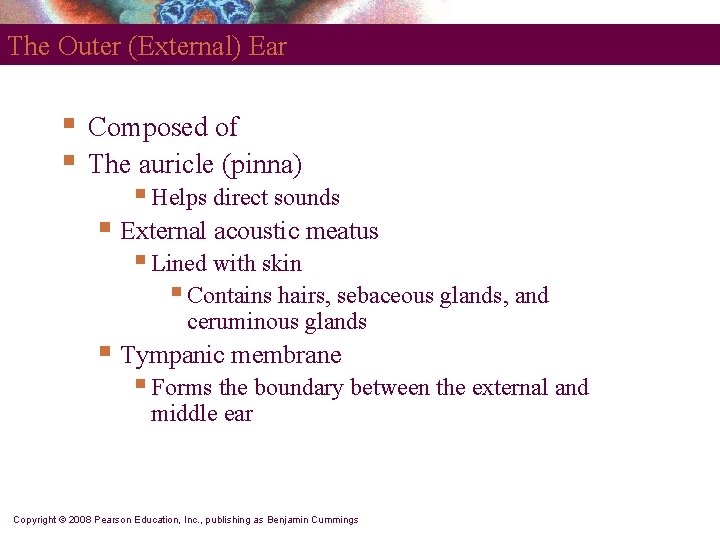 The Outer (External) Ear § § Composed of The auricle (pinna) § Helps direct