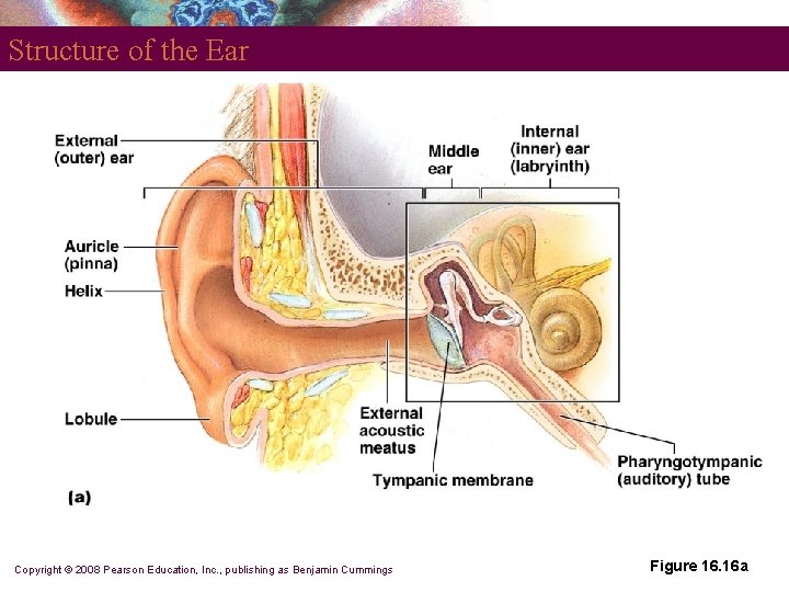 Structure of the Ear Copyright © 2008 Pearson Education, Inc. , publishing as Benjamin