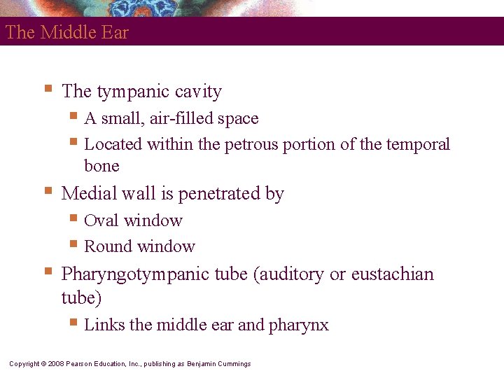 The Middle Ear § The tympanic cavity § A small, air-filled space § Located