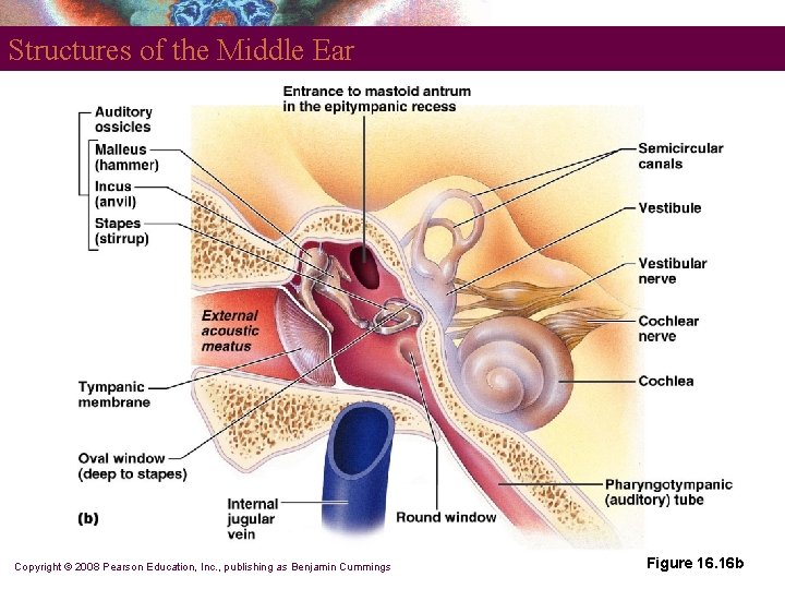 Structures of the Middle Ear Copyright © 2008 Pearson Education, Inc. , publishing as