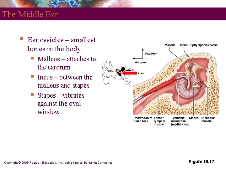 The Middle Ear § Ear ossicles – smallest bones in the body § §