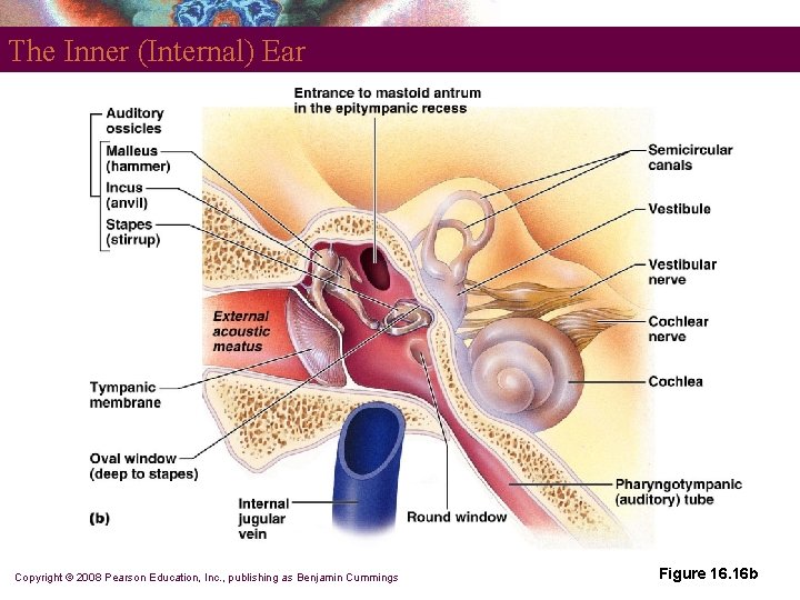 The Inner (Internal) Ear Copyright © 2008 Pearson Education, Inc. , publishing as Benjamin