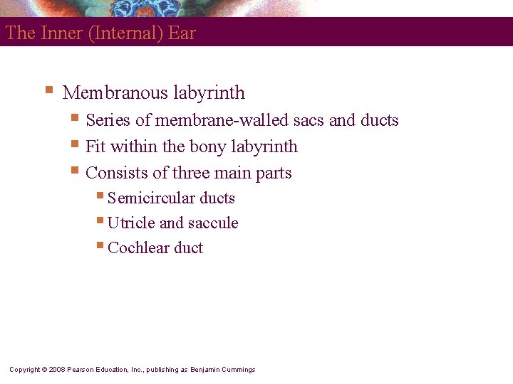 The Inner (Internal) Ear § Membranous labyrinth § Series of membrane-walled sacs and ducts