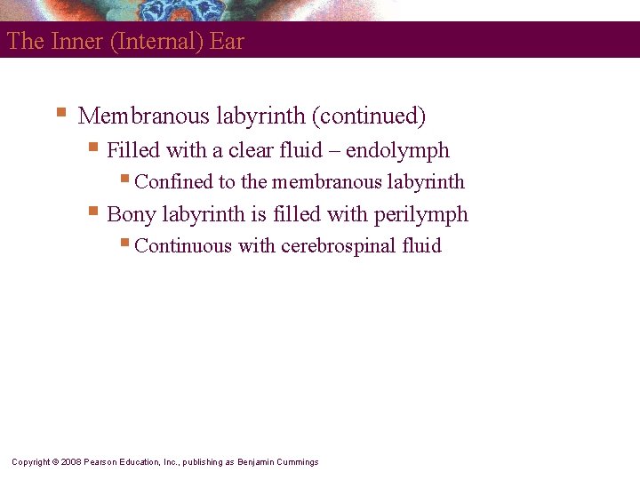 The Inner (Internal) Ear § Membranous labyrinth (continued) § Filled with a clear fluid