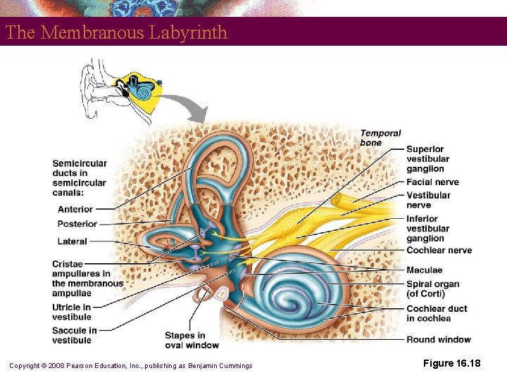 The Membranous Labyrinth Copyright © 2008 Pearson Education, Inc. , publishing as Benjamin Cummings